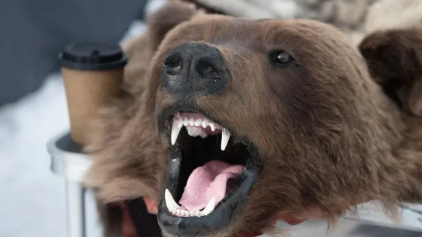 В ЯНАО стартовал прием заявлений на добычу лося и бурого медведя