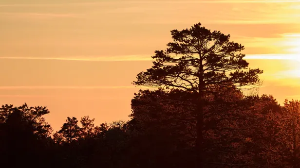 Сын Ирины Усольцевой намерен продолжать искать родных в тайге