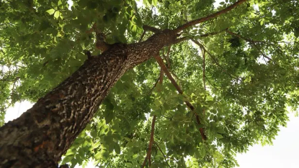 Экоактивистка из Кении Мутони обняла дерево и провела так 72 часа