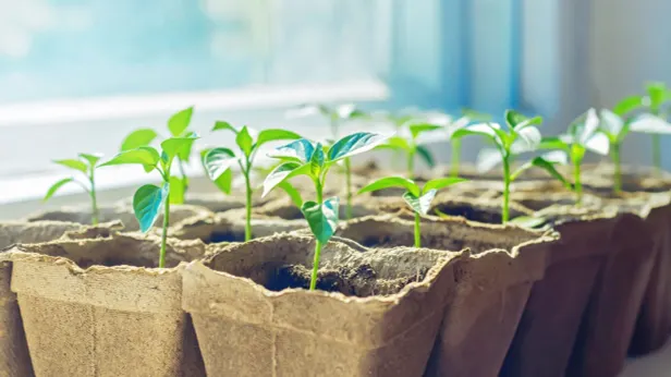 Лунный посевной календарь 2026: стратегия огородника в апреле, мае, июне