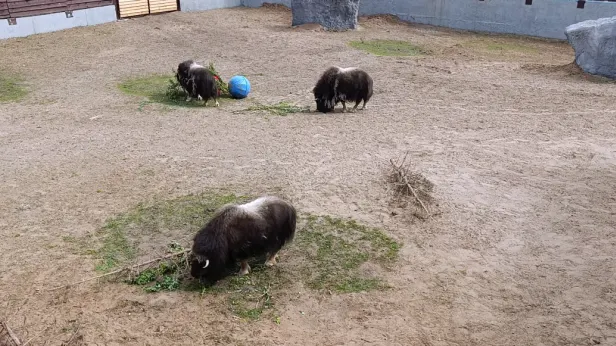 Ямальские овцебыки освоили новый дом в Перми: видео и фото