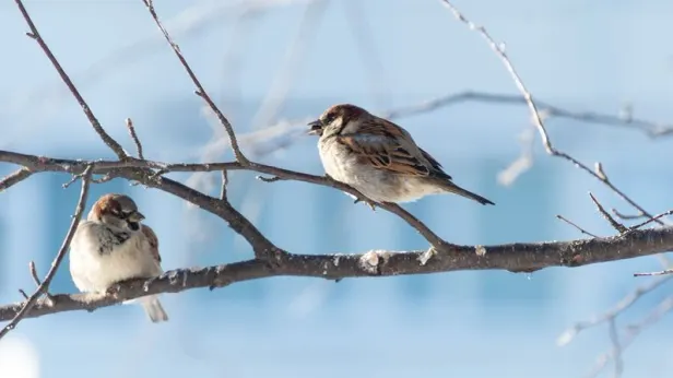Птиц становится все меньше: в Подмосковье посчитают воробьев