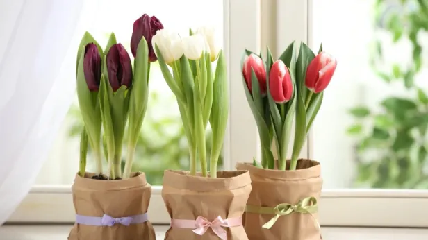 Цветок распустился - к деньгам: о чем просить 4 и 5 апреля и почему нельзя давить пауков