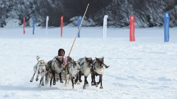 Гонки, строганина и FMX-шоу: как Новый Уренгой отметит День оленевода
