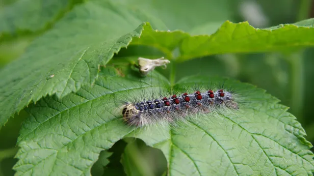 Сенатор Аноприенко: жуки-вредители оккупировали 4,4 млн га российского леса