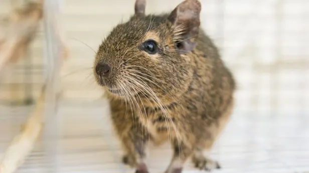 Словил белку: полиция Москвы задержала мужчину, совершившего странную кражу