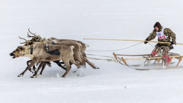 Более 4,6 миллиона рублей разыграют на Дне оленевода в Салехарде