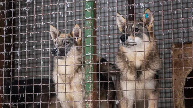 Глава Губкинского рассказал, когда в городе откроют приют и пляжное кафе