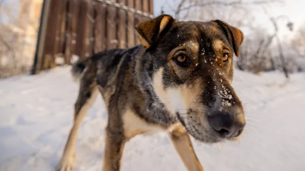 Ямальцам объяснили, как помочь бездомным животным в морозы