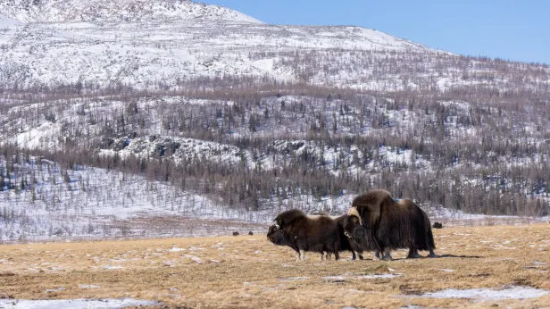 Волонтеры «Зеленой Арктики» впервые отправятся на кордон Морозова