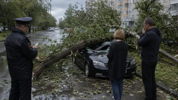 Не всегда форс-мажор: кто отвечает за падение деревьев во время урагана