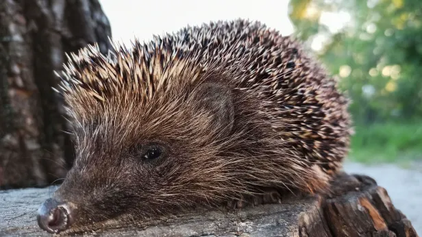 Биолог Кускова рассказала, как помочь похудевшим зимой ежам