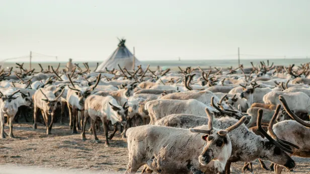 Набеги волков и воспитание семи детей: вышла телепередача о буднях ямальской семьи