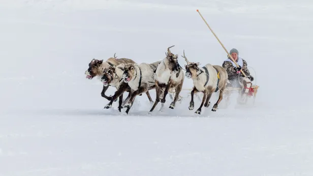 Чем интересен День оленевода в Салехарде: топ-8 фактов с большого праздника
