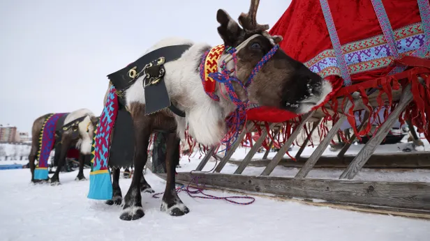В Губкинском отпраздновали первый в истории День оленевода