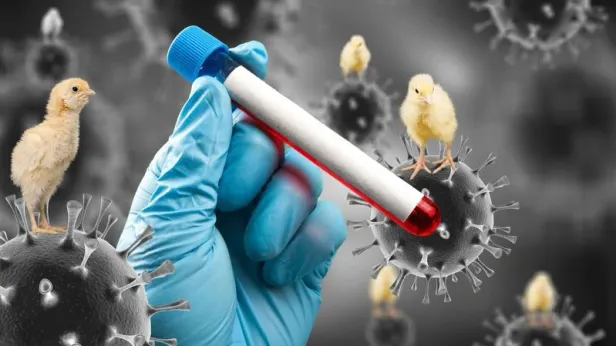 Птичий грипп уже не только птичий: ученый предупредил об угрозе H5N1