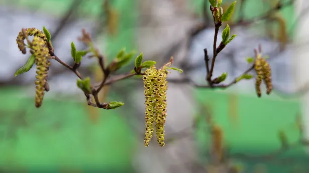Не злите водяного и не ломайте ольху: что нельзя делать 16 и 17 апреля