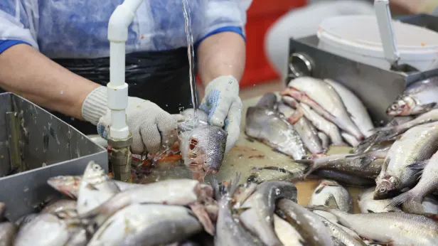 На Ямале разработали новые стандарты для рыбопереработки