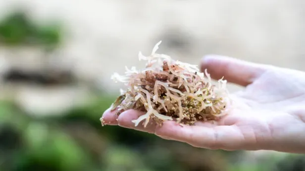 Морской мох: суперфуд из соцсетей или опасная добавка