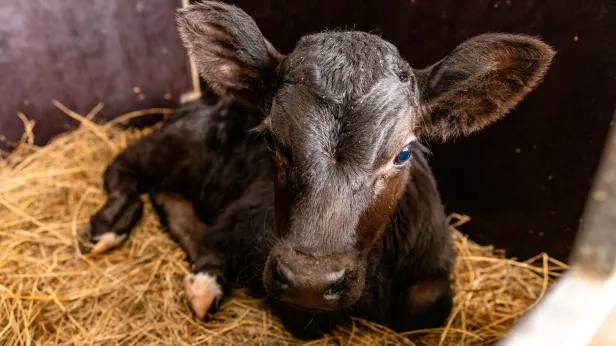 Зоологи рассказали, когда новосибирские фермеры смогут снова разводить скот