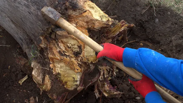 На Ямале компанию оштрафовали за незаконное покушение на лес