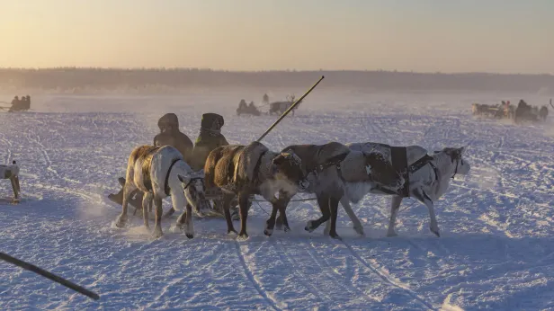Оленеводы Ямала поставили рекорд по заготовке мяса