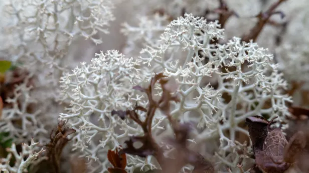 Ямальский суперфуд: в ЯНАО выпустили чипсы из ягеля