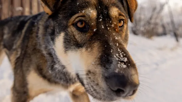 Автопарк Надыма принял на работу необычного позитивного сотрудника