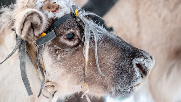 В Ямальском районе запустят спутниковый мониторинг оленей