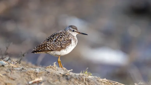 Ученые выявили влияние климата на поведение куликов в ЯНАО