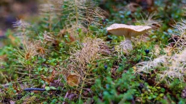 Миколог назвал четыре весенних гриба, которые можно собирать для еды
