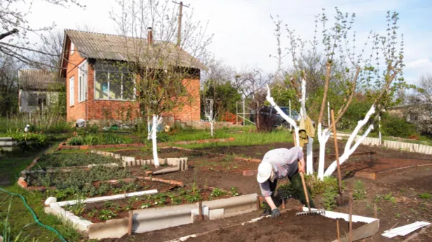Приметы на урожай: о чем весной расскажут птицы, березы и облака