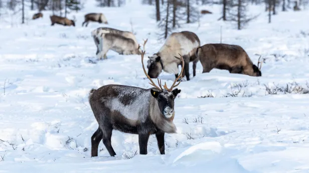 Грант губернатора ЯНАО помог запустить спутниковый контроль за оленями в регионе