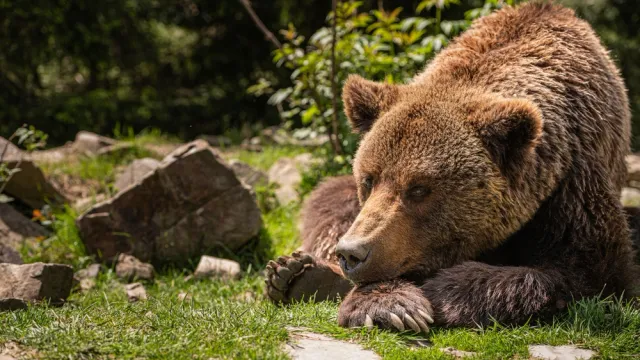 В Пуровском районе разрешили отстрел медведя. Фото: Sergii Chernov / Shutterstock.com