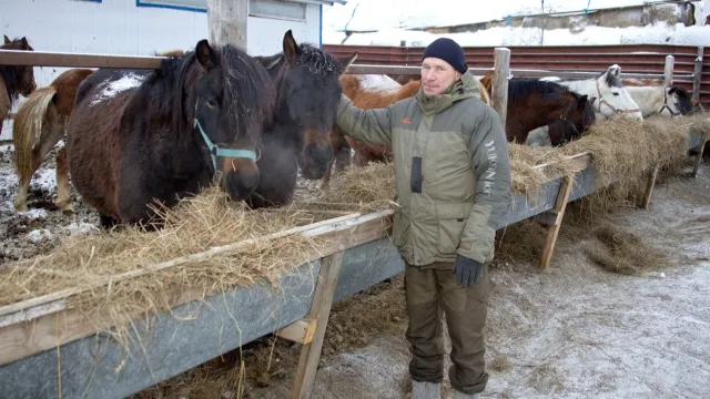 Приобская лошадь - малочисленная порода, на Ямале таких всего 75 особей. Фото: Василий Петров / "Ямал-Медиа"
