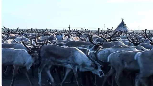 В этом сезоне в Тазовском районе планируют привить 189 тысяч голов домашнего северного оленя. Фото: "Ямал-Медиа"