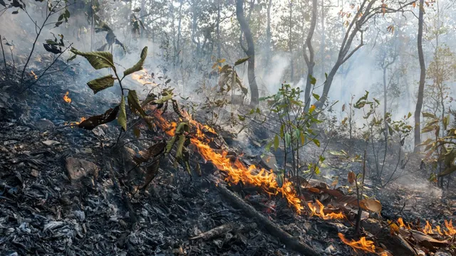 Лесные пожары чаще всего возникают по вине человека. Фото: shutterstock.com