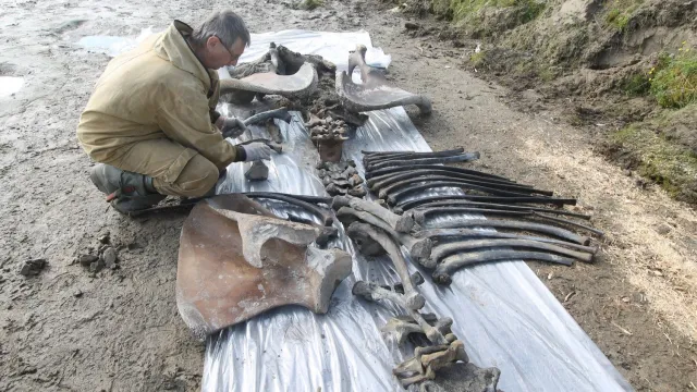 Скелет мамонта Тадибе ученым удалось собрать только на 80%. Фото: предоставлено Научным центром изучения Арктики