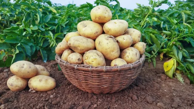 На Ямале вывели арктический картофель. Nandalal Sarkar / Shutterstock.com