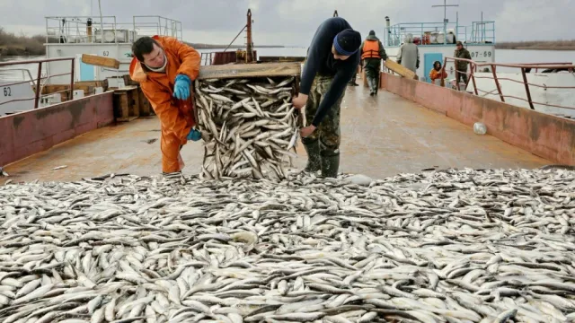 Ряпушка - основная ставка тазовчан на осенней рыбалке. Фото: предоставлено департаментом АПК ЯНАО
