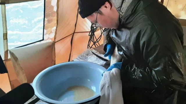 Икру и молоки сцеживают аккуратно, чтобы потом отпустить щёкура на волю. Фото: предоставлено департаментом АПК ЯНАО