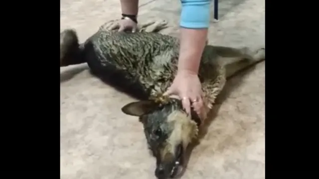 Фото: скрин видео из группы "Помощь животным Ноябрьска" / https://vk.com/zoohelp_nsk?w=wall162204861_230685