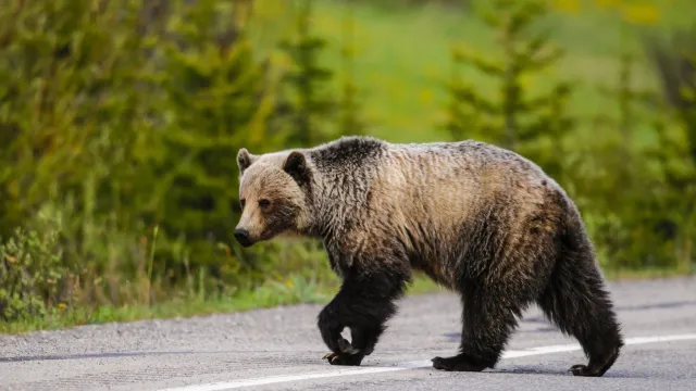 В окрестностях Надыма дорогу «контролирует» медведь. Фото: shutterstock.com