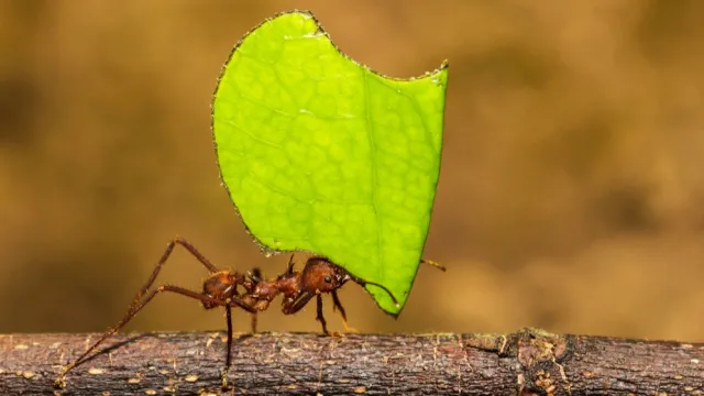 Новое изобретение ученых в борьбе с раком меньше крошечного муравья в 50 000 раз. Фото: Ken Griffiths / shutterstock.com / Fotodom