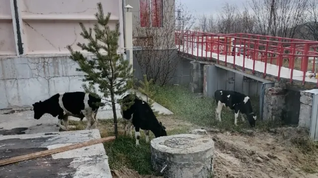Коровы мирно пасутся на улице Энтузиастов. Фото: vk.com/life.noyabrsk