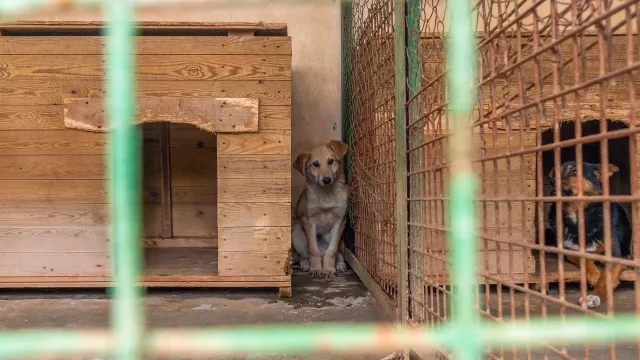 На Ямале подсчитали беспризорных псов, попавших в приюты. Фото: kalyanby / shutterstock.com