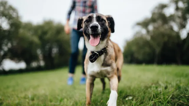 В Ноябрьске пройдет экстремальная гонка собак  и их хозяев. Фото: Benevolente82 / Shutterstock.com