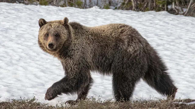 В лесах Ямала проснулись бурые медведи. Фото: BlueBarronPhoto/ shutterstock.com